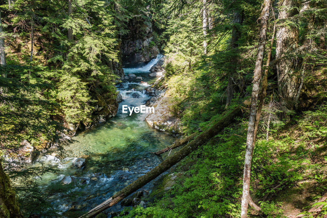 River flowing through rocks in forest