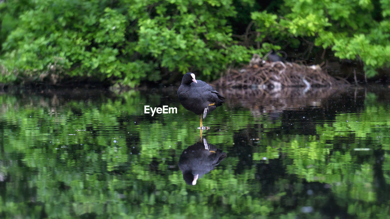 Close-up of duck on lake against sky