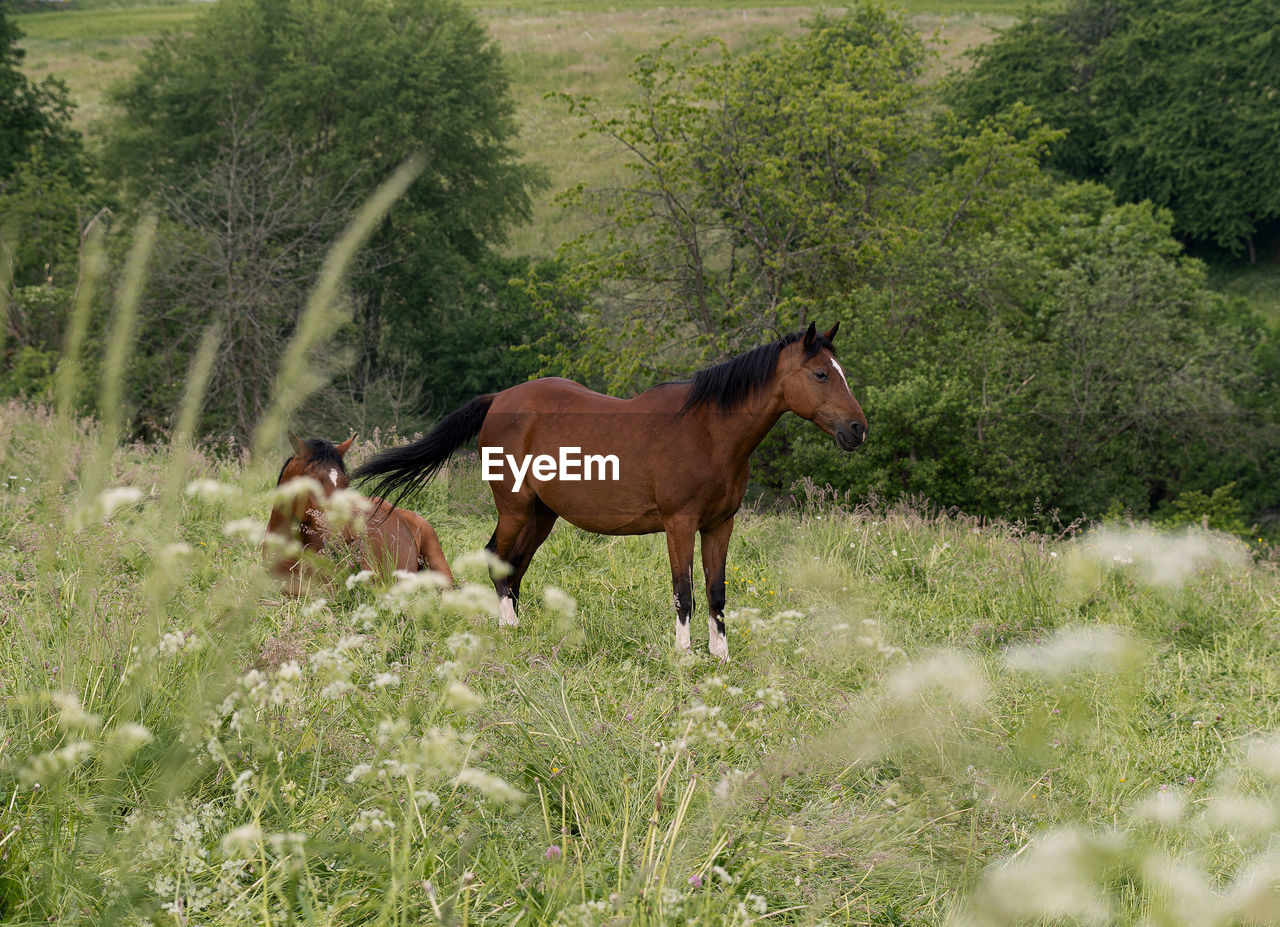 horse, mammal, animal, animal themes, pasture, plant, domestic animals, livestock, pet, meadow, grazing, mare, animal wildlife, mustang horse, nature, grass, land, field, one animal, growth, green, tree, no people, stallion, day, wildlife, grassland, prairie, herd, landscape, herbivorous, side view, foal, rural area, outdoors, standing, beauty in nature, pack animal, environment, working animal, running, brown