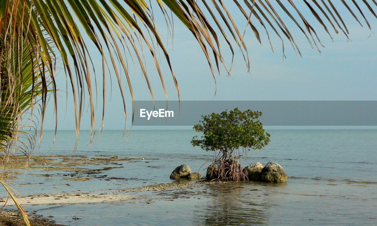 Palm tree by sea against sky