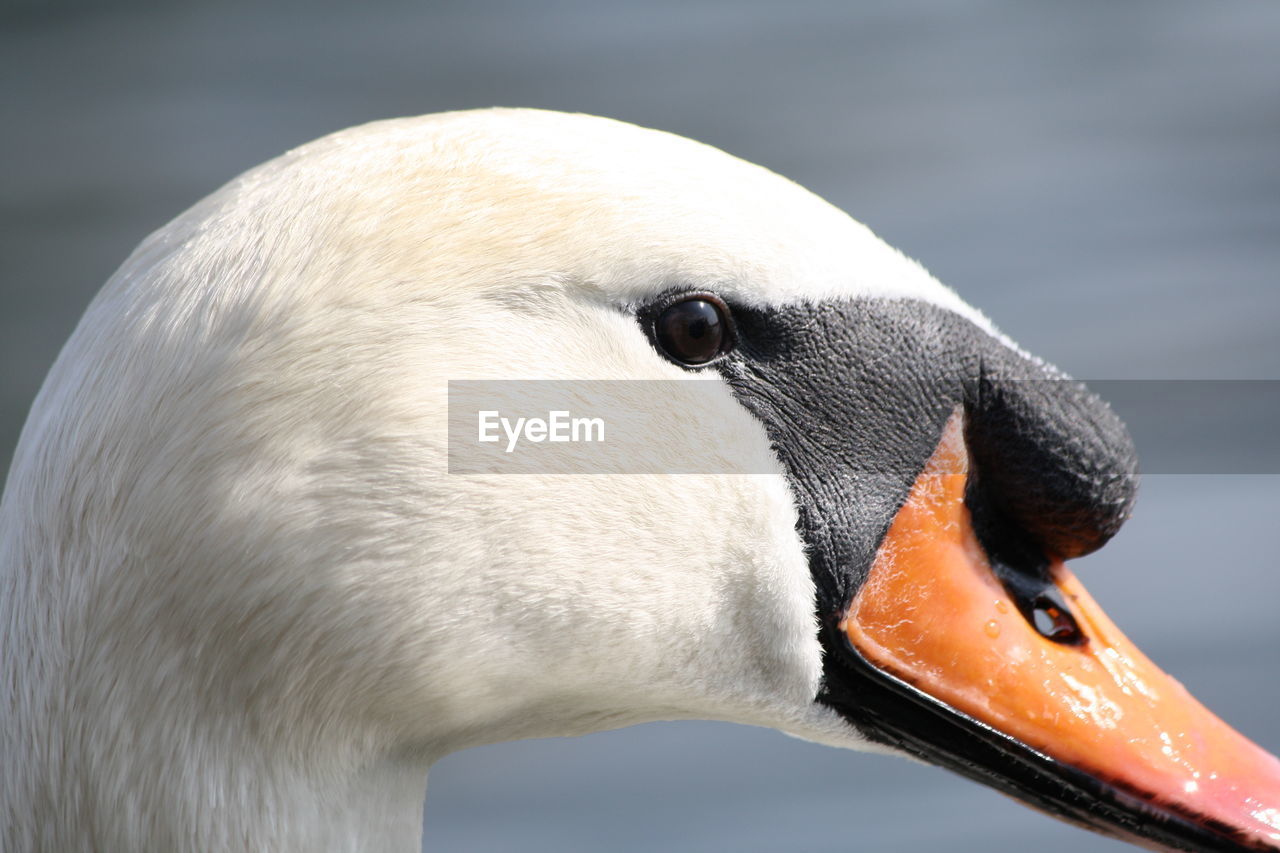 CLOSE-UP OF SWAN IN ZOO