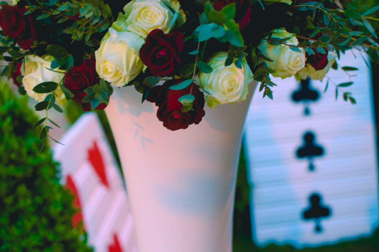 CLOSE-UP OF ROSES AGAINST BLURRED BACKGROUND