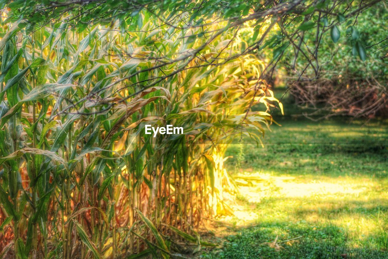 PLANTS GROWING ON FIELD