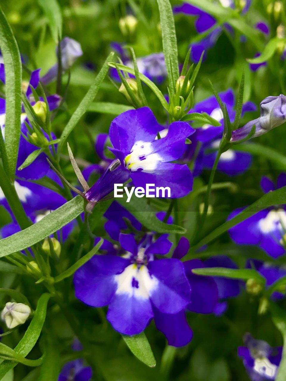 Close-up of purple flowers blooming outdoors