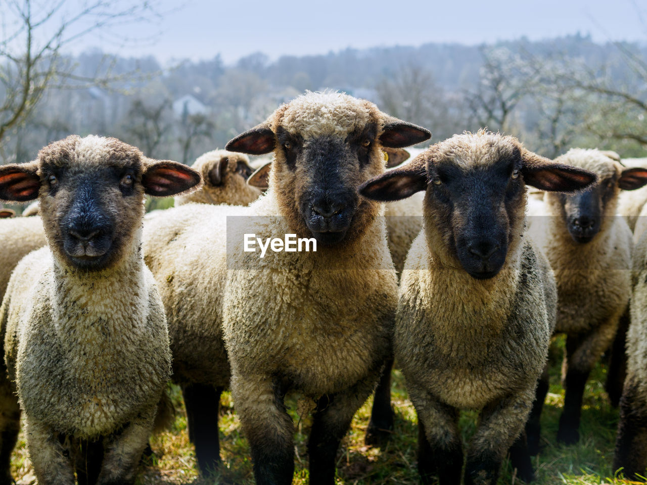 Portrait of sheep on field