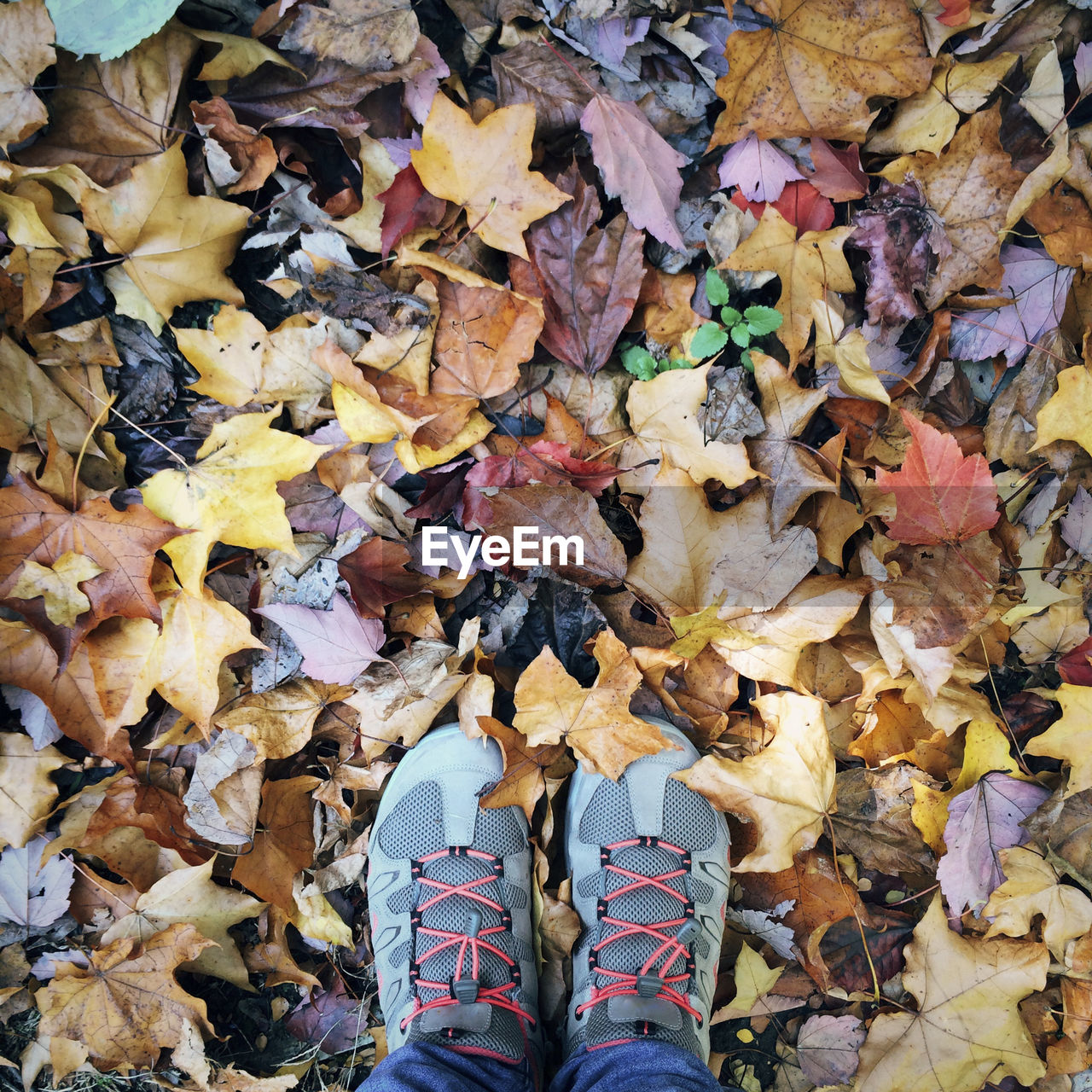 Low section of man standing on dry fallen leaves