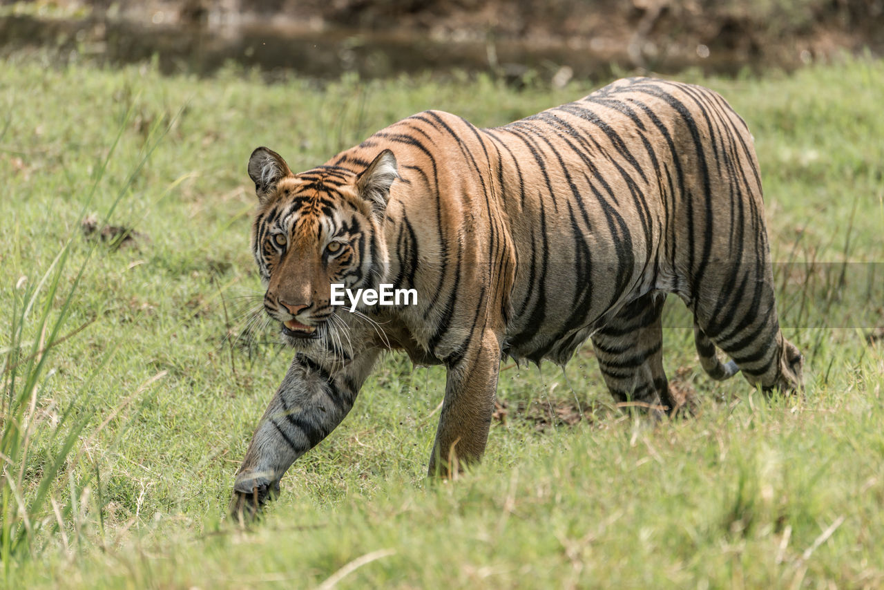 Tiger walking in the wild