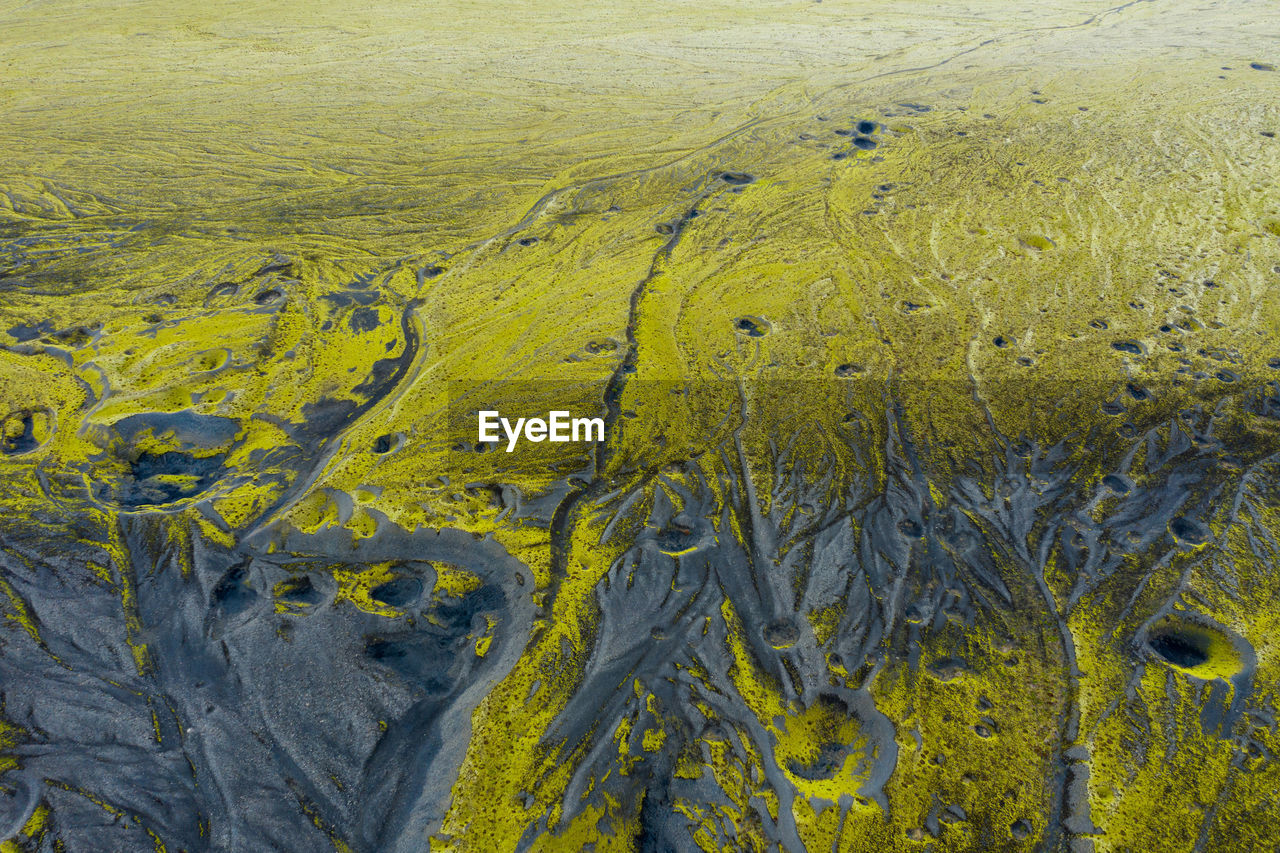 High angle view of yellow plants on land