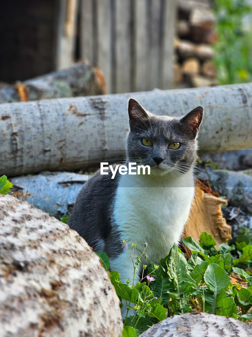 portrait of cat on field