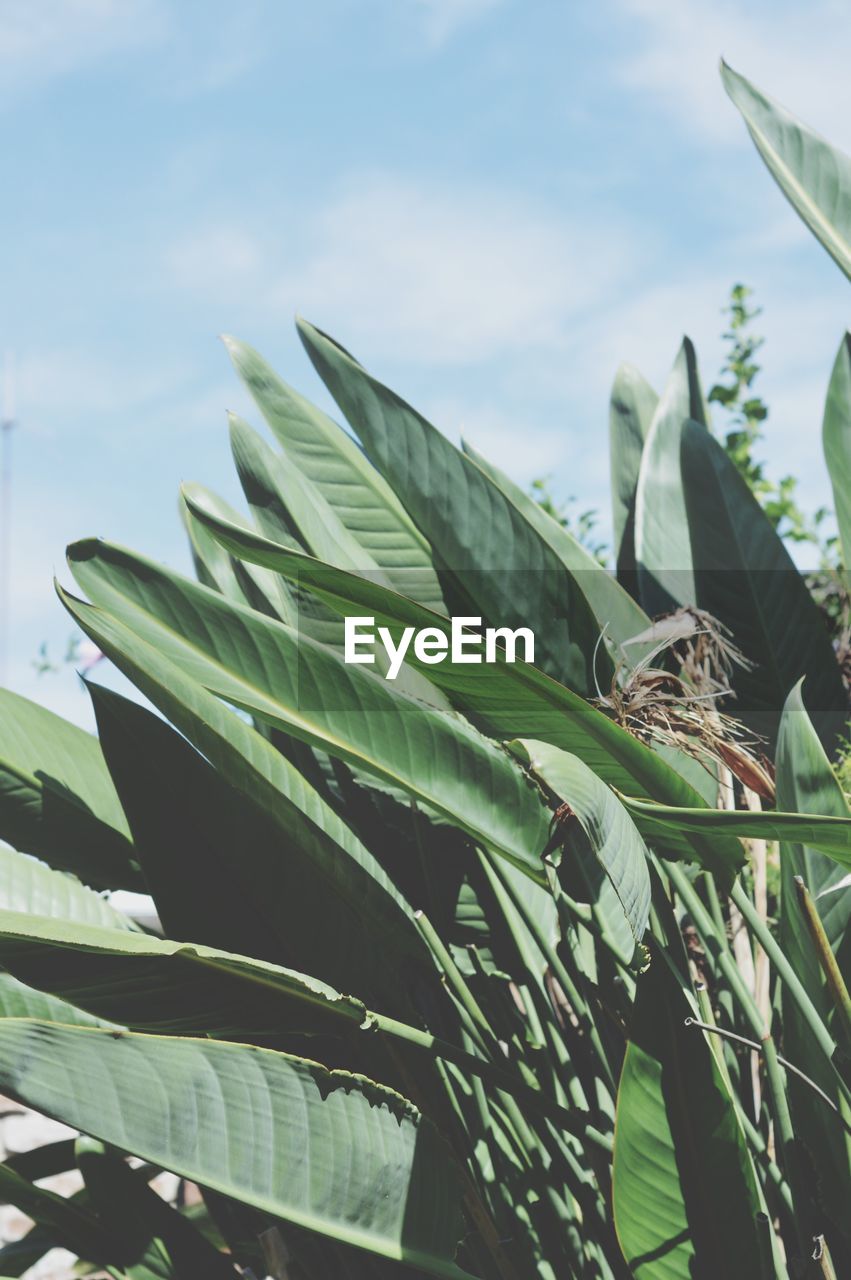 LOW ANGLE VIEW OF PLANTS AGAINST SKY