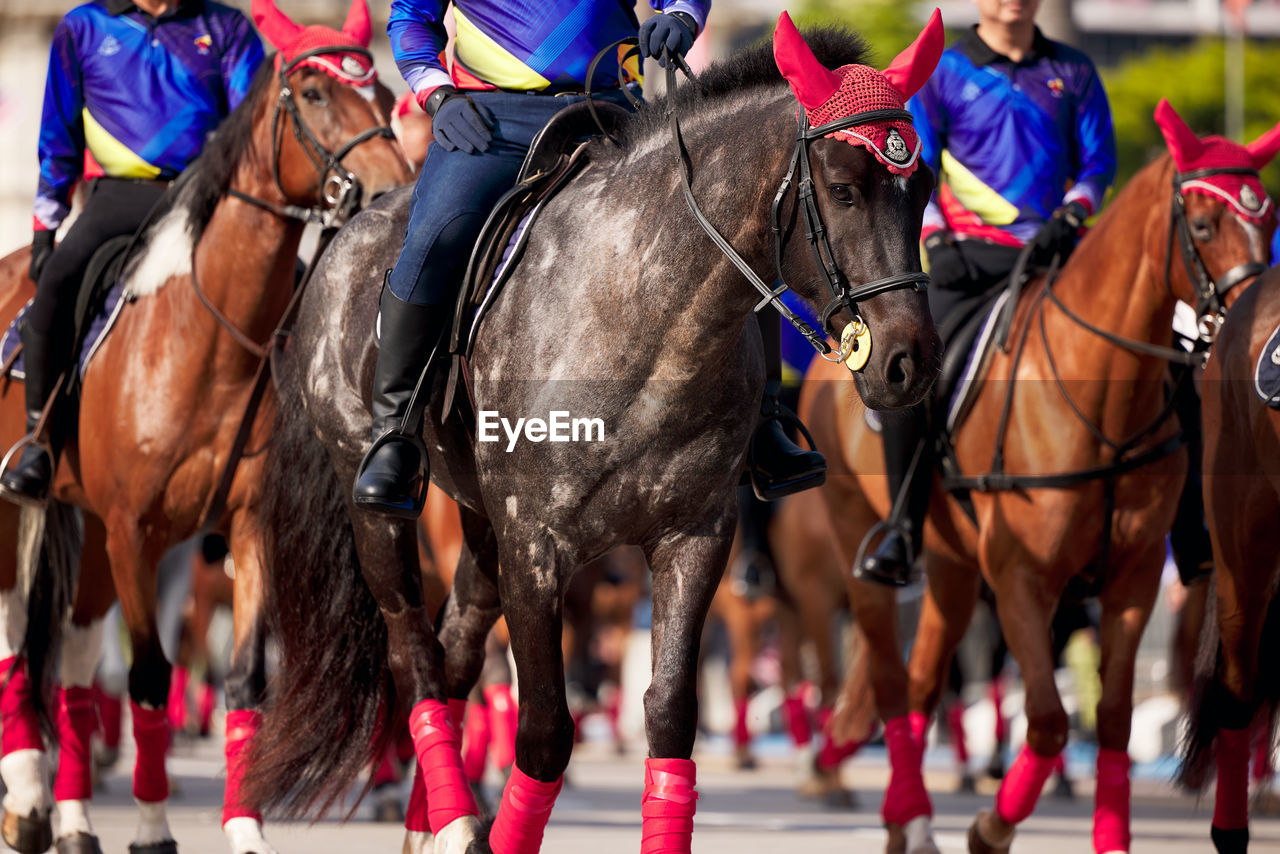 horse, domestic animals, animal, animal themes, mammal, livestock, animal wildlife, activity, jockey, sports, group of people, horseback riding, pet, horse harness, group of animals, competition, racing, riding, animal sports, equestrian sport, focus on foreground, adult, outdoors, motion, day, sports race, working animal, men