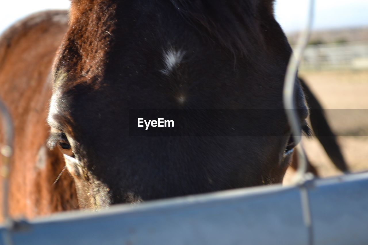 CLOSE-UP OF HORSE OUTDOORS