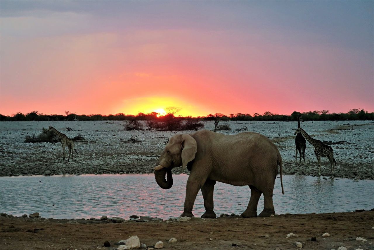 ELEPHANT IN WATER AGAINST SKY