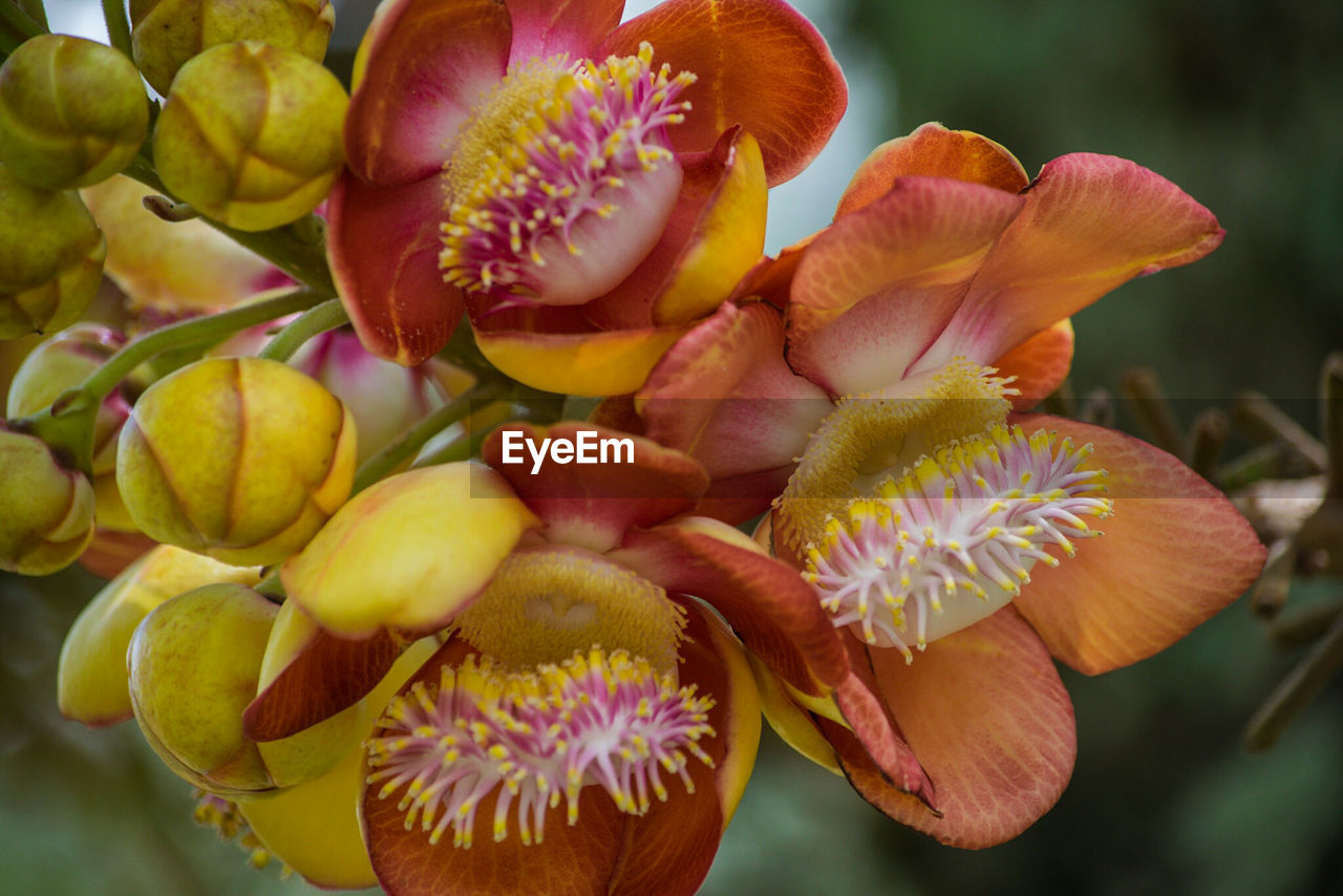 Close-up of flowers