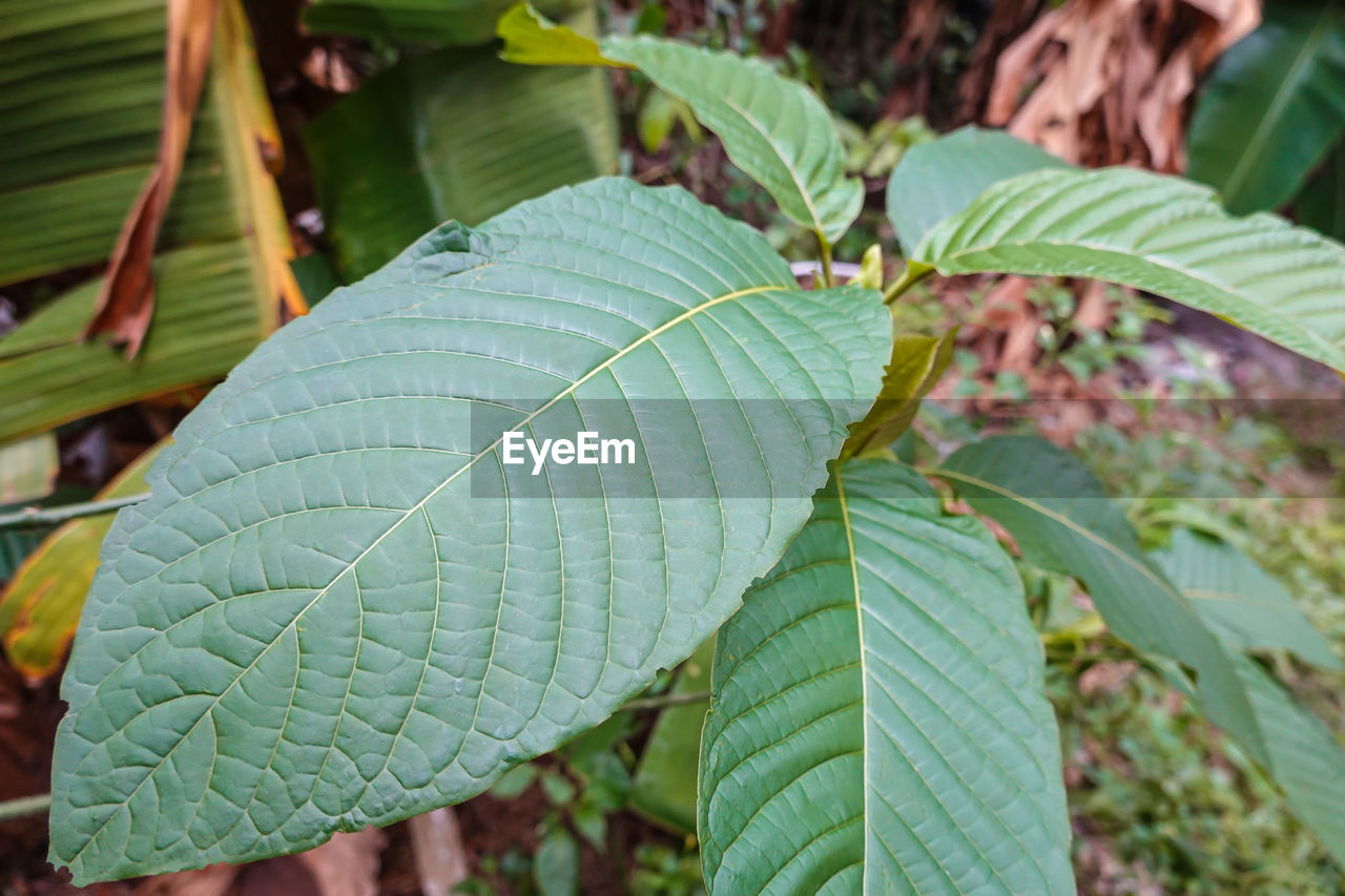 HIGH ANGLE VIEW OF LEAVES