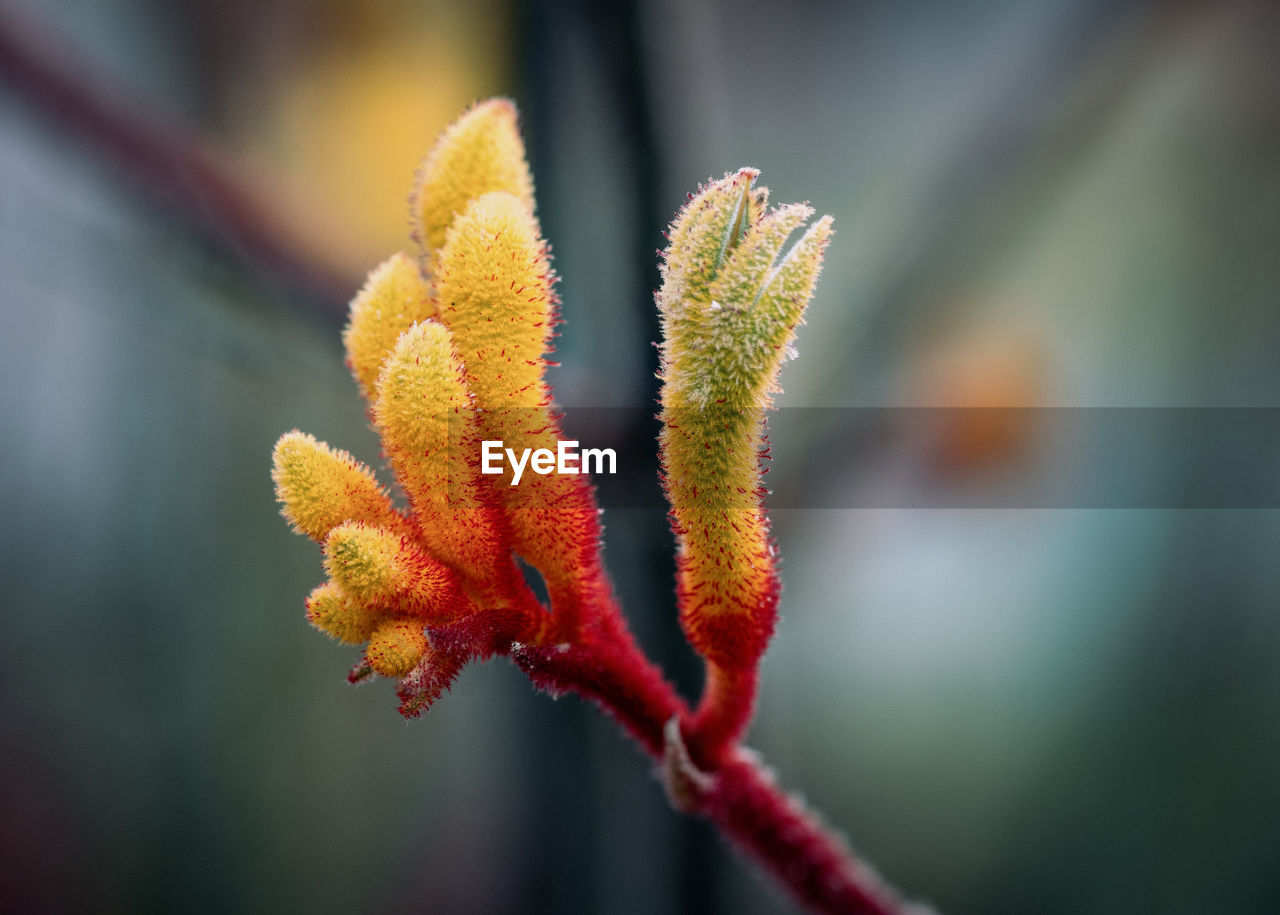 Close-up of red leaves on plant during autumn