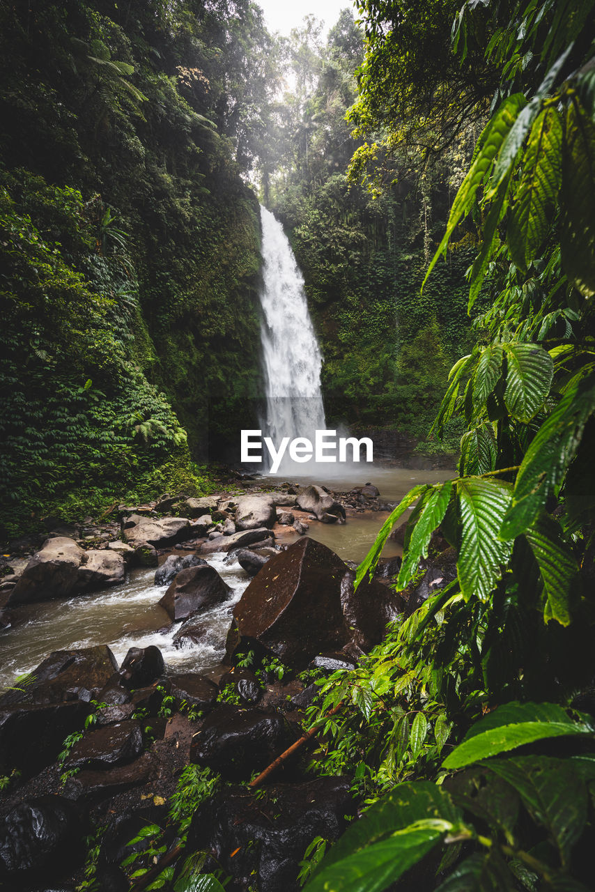 Scenic view of waterfall in forest