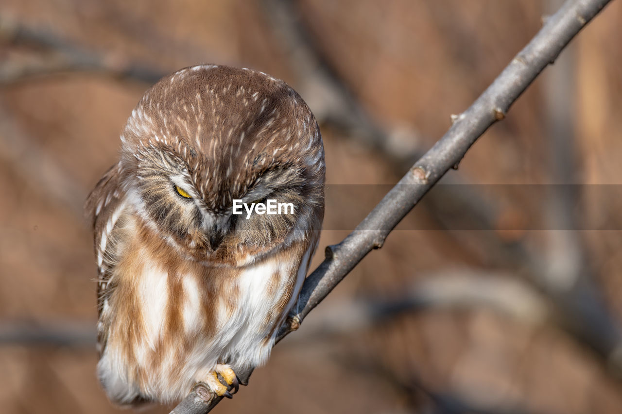 CLOSE-UP OF A BIRD