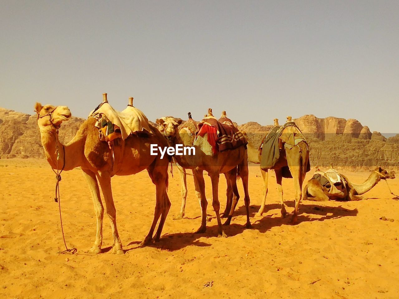 Camels at the desert against clear sky