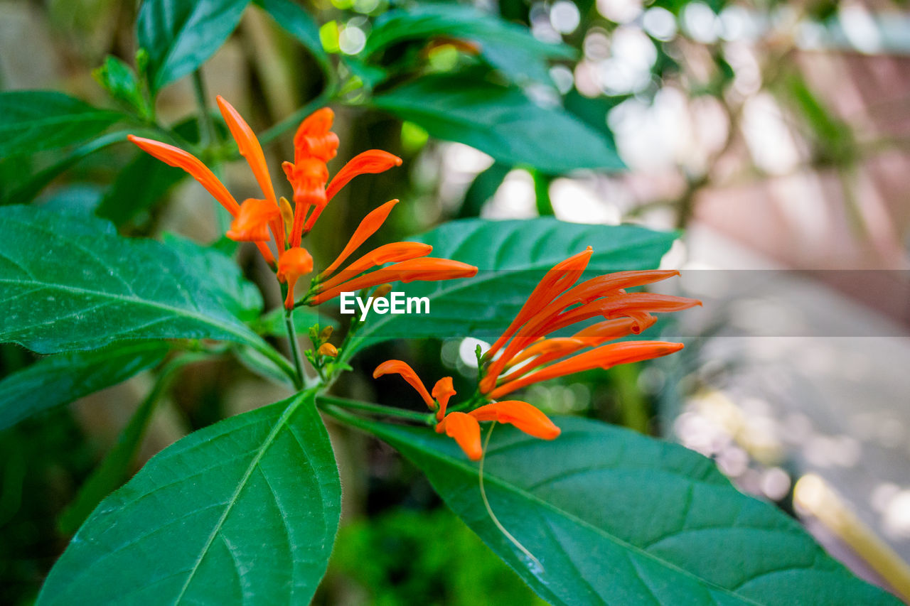 CLOSE-UP OF ORANGE ROSE FLOWER