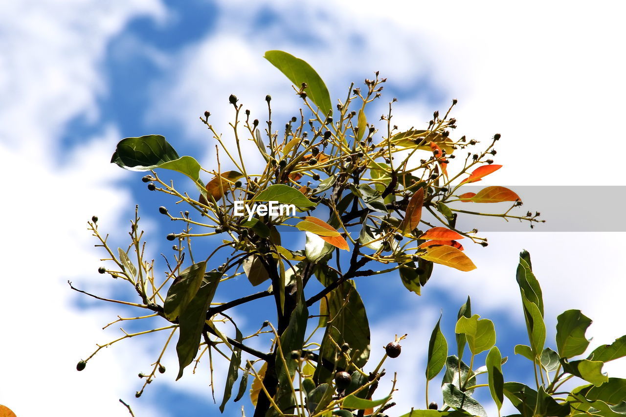 Low angle view of flower tree against sky