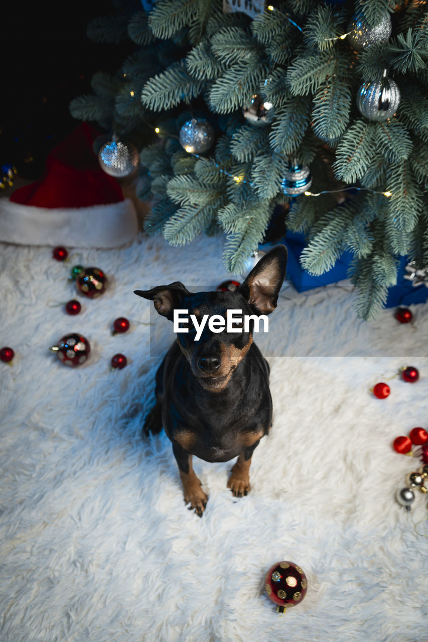 christmas tree, animal, animal themes, mammal, one animal, domestic animals, pet, canine, dog, christmas, decoration, blue, celebration, no people, portrait, holiday, looking at camera, high angle view, tree, christmas decoration, lap dog, winter, indoors, tradition