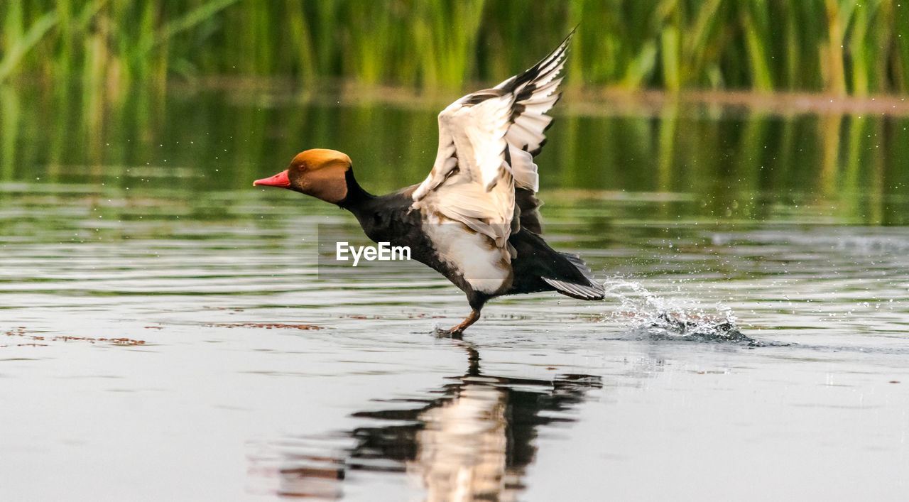animal themes, bird, animal, animal wildlife, wildlife, water, lake, one animal, water bird, reflection, duck, nature, beak, no people, ducks, geese and swans, flying, day, beauty in nature, outdoors, side view, selective focus, full length, goose, poultry, spread wings