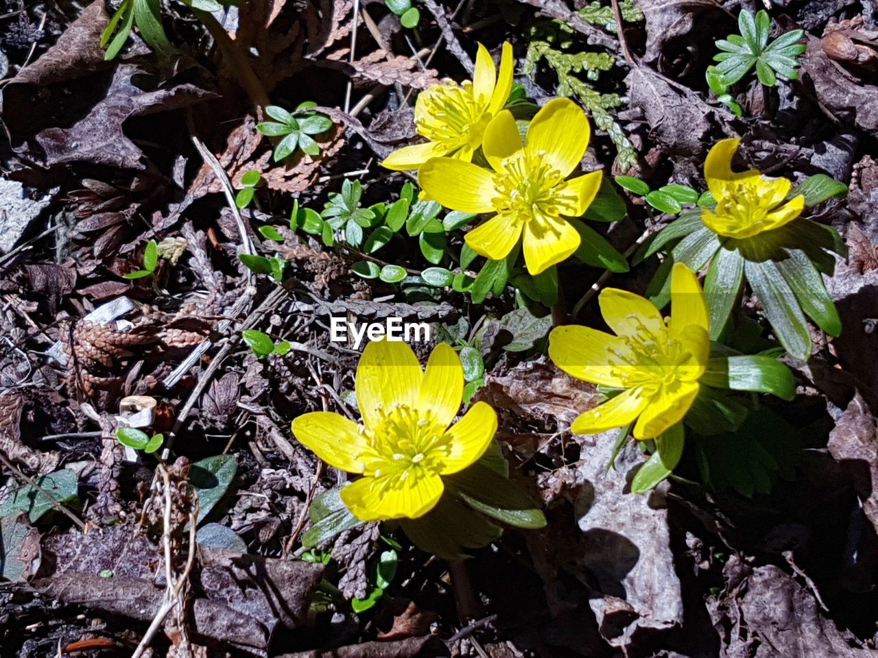 HIGH ANGLE VIEW OF YELLOW FLOWERS ON FIELD