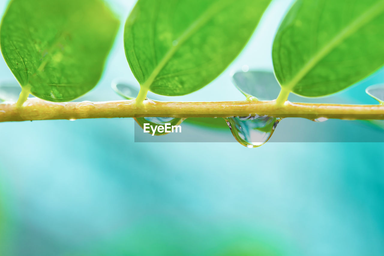 CLOSE-UP OF WATER DROPS ON LEAVES