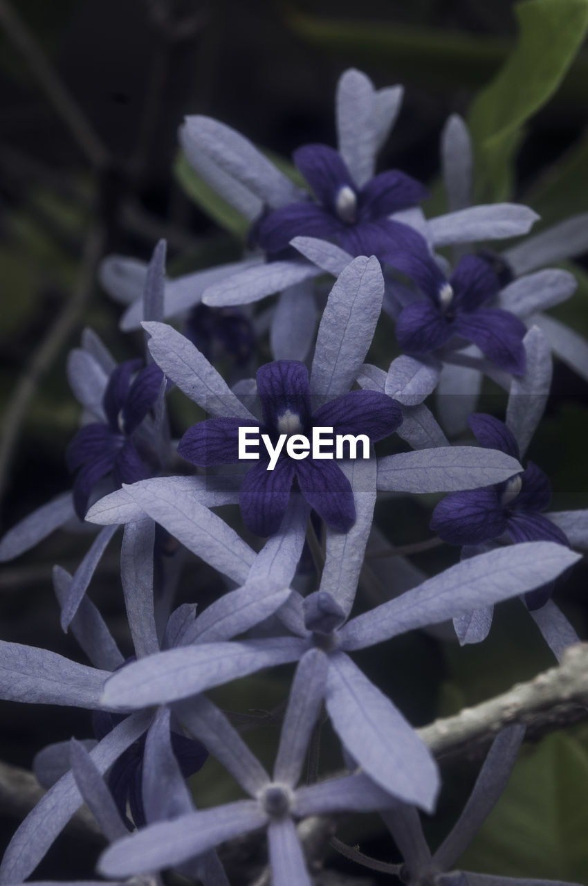 CLOSE-UP OF PURPLE FLOWERS