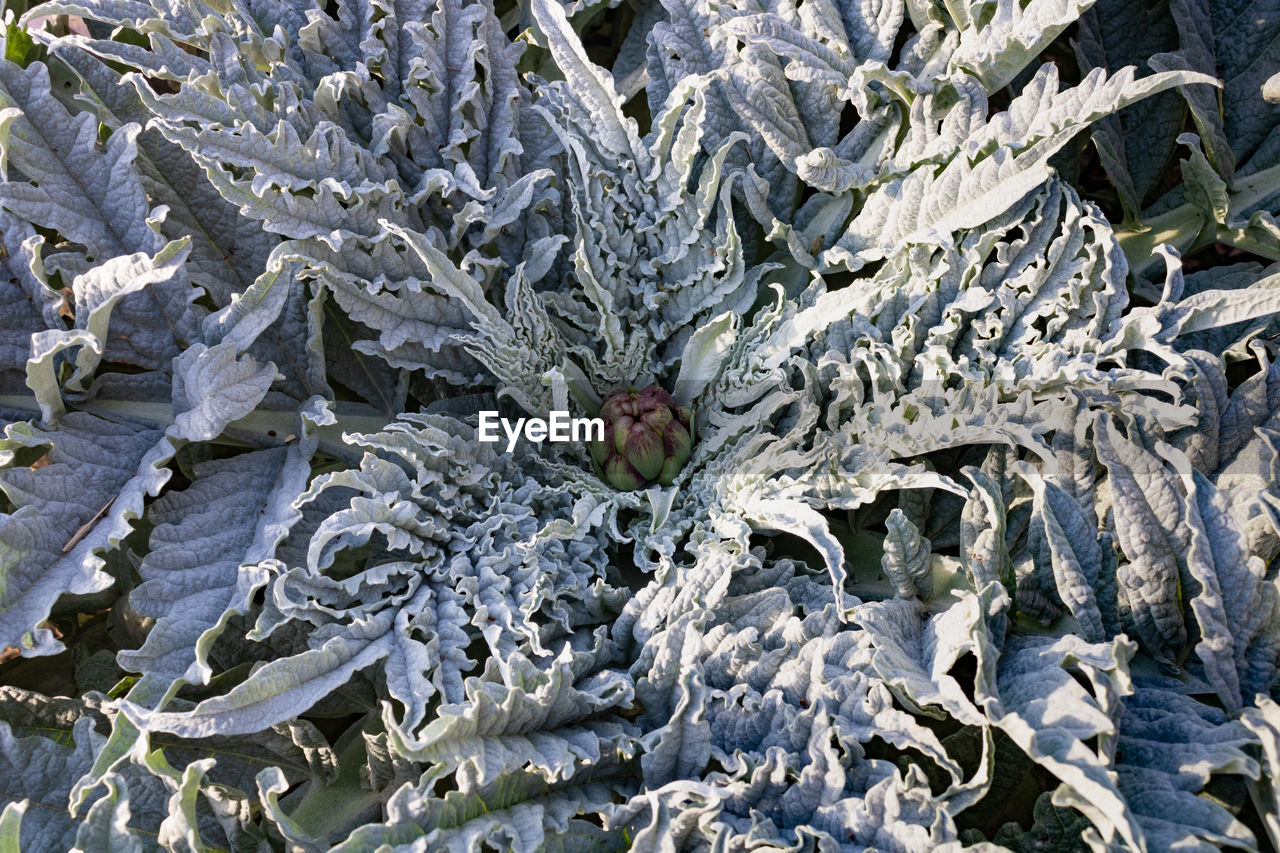 Young artichoke on the plant in the organic garden in spring