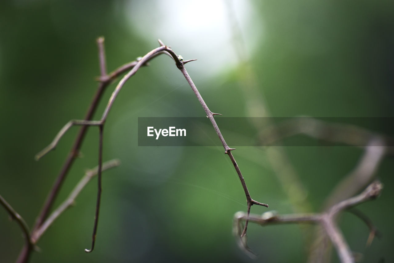 CLOSE-UP OF INSECT ON WEB