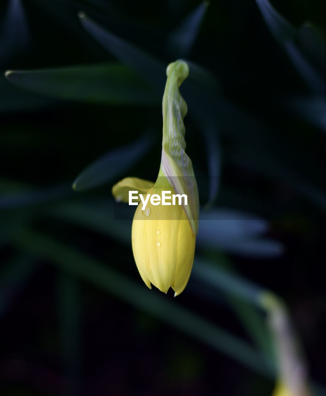 plant, yellow, flower, flowering plant, freshness, close-up, beauty in nature, growth, nature, green, macro photography, petal, no people, fragility, water, inflorescence, plant stem, flower head, focus on foreground, outdoors, drop, blossom, leaf