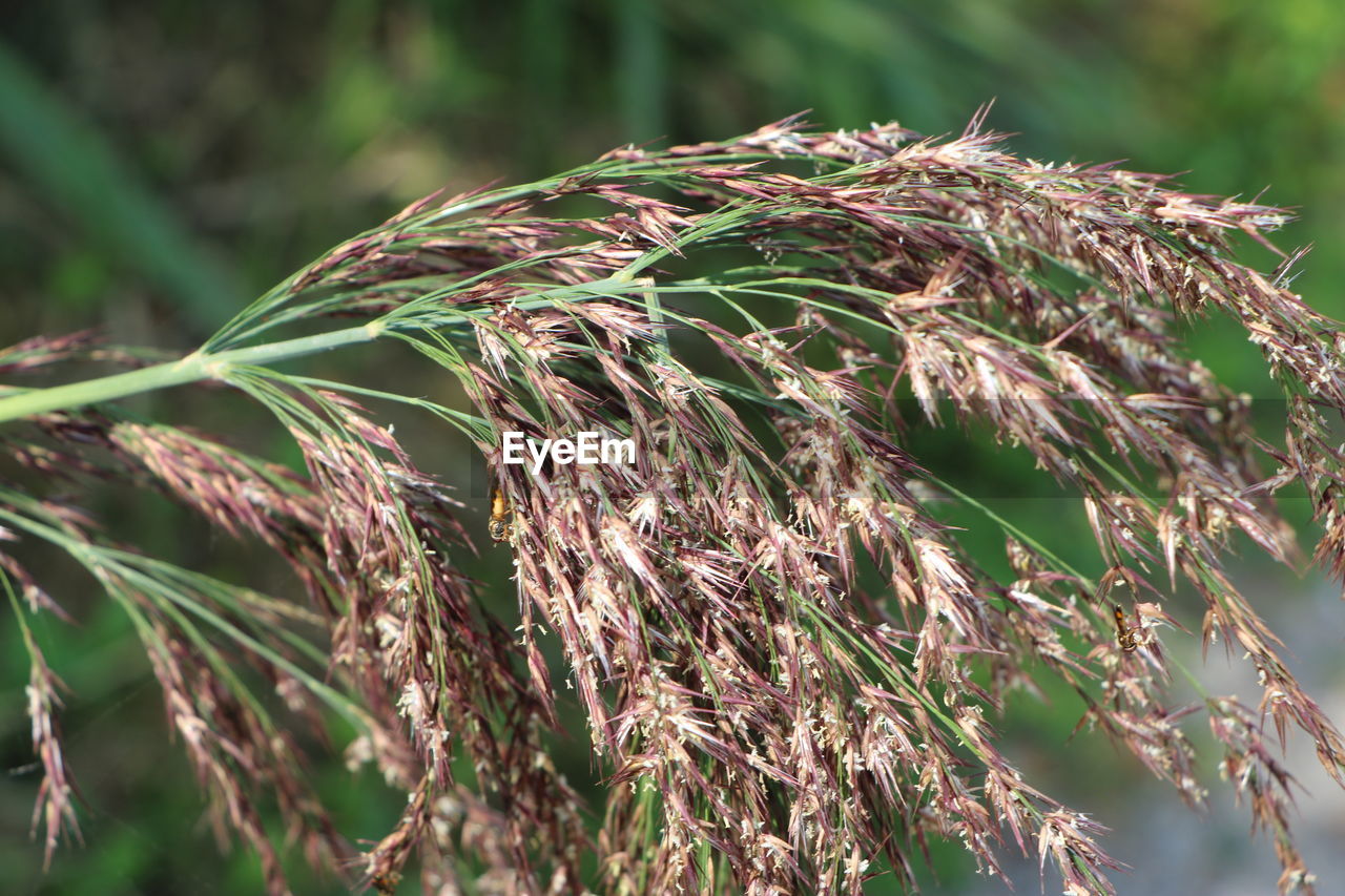 Close-up of crops on field