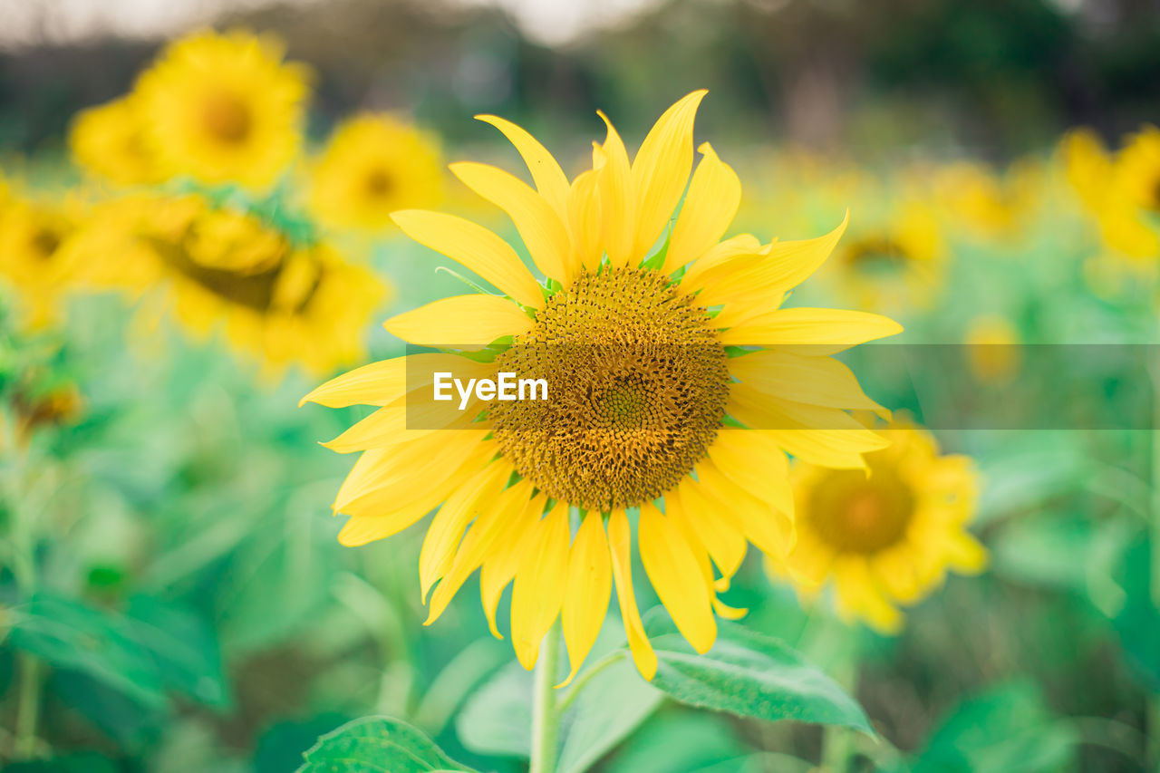 CLOSE-UP OF SUNFLOWER