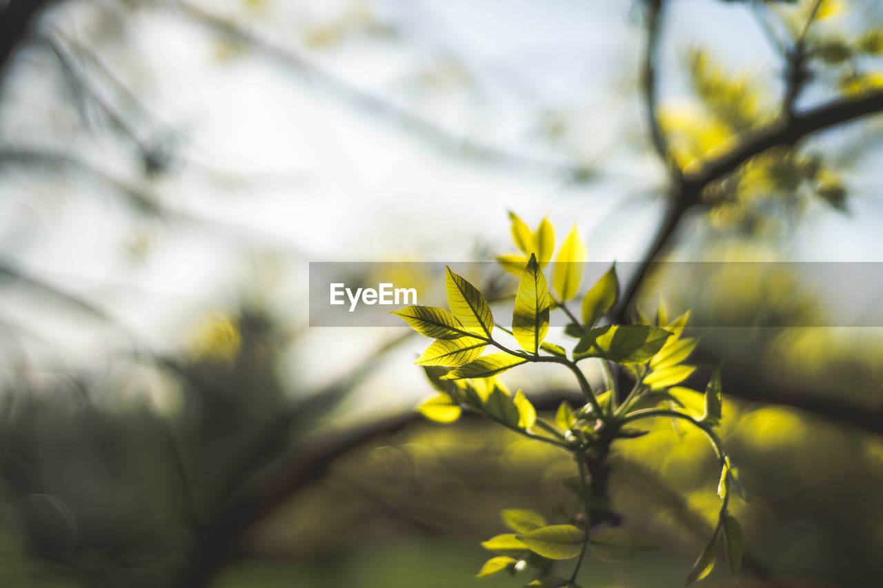 Close-up of yellow flowering plant