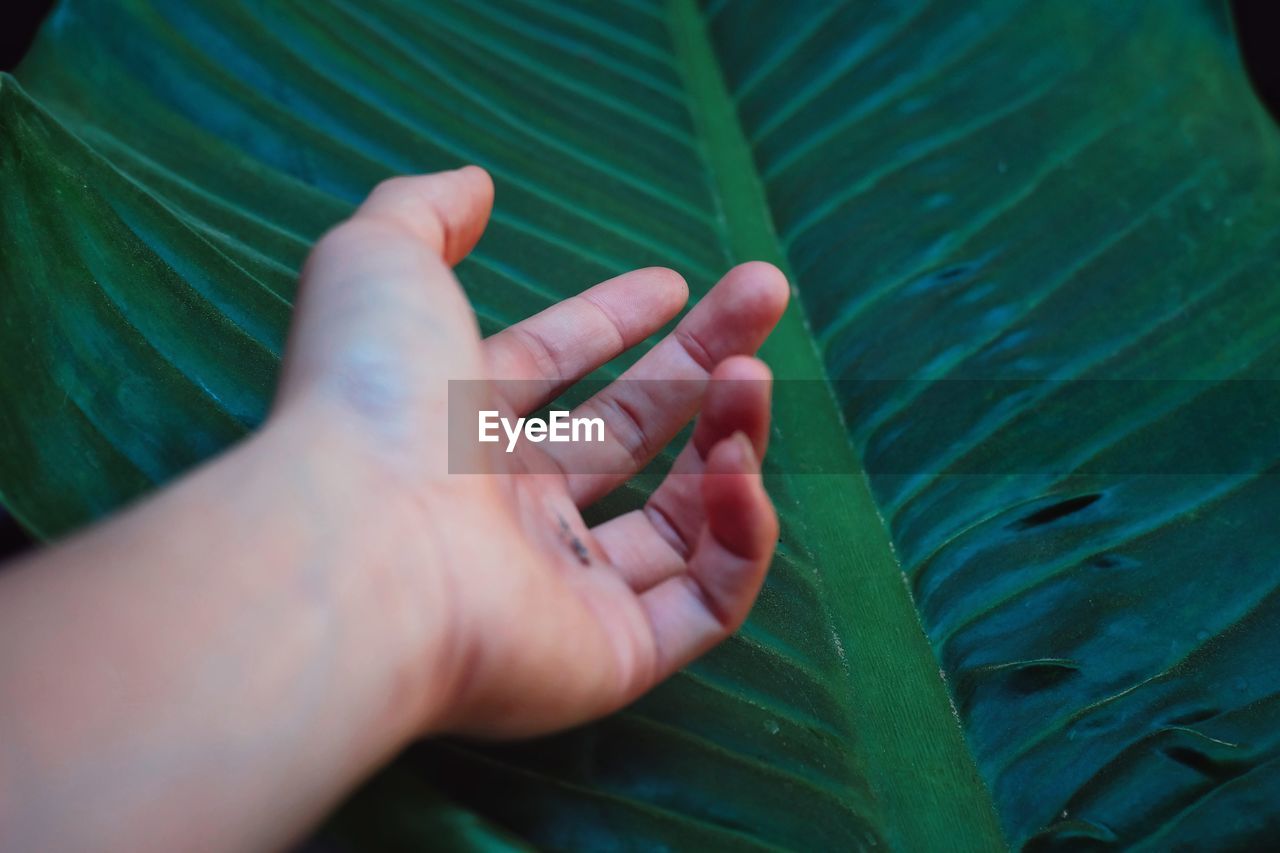 Cropped hand gesturing towards palm leaf