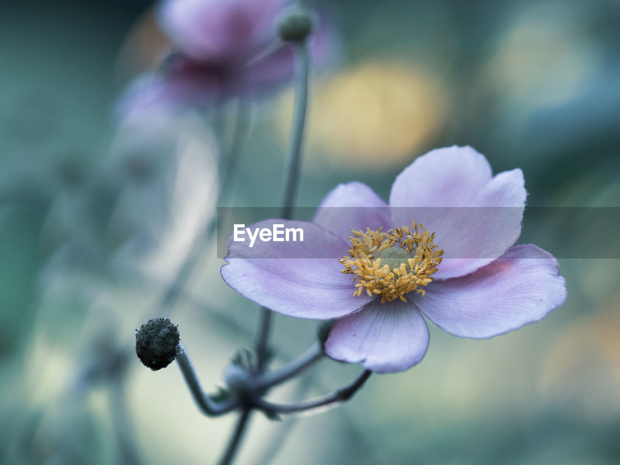 CLOSE-UP OF PURPLE FLOWERS
