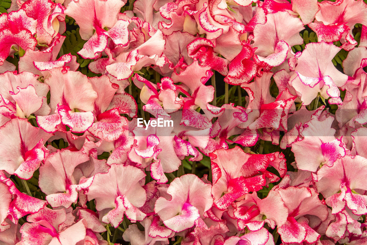 full frame shot of pink flowering plants