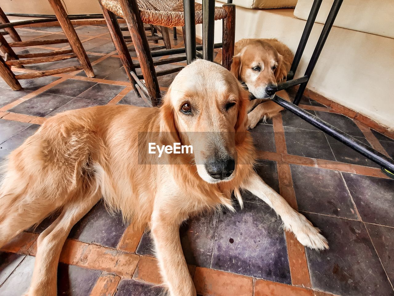 PORTRAIT OF GOLDEN RETRIEVER WITH DOG