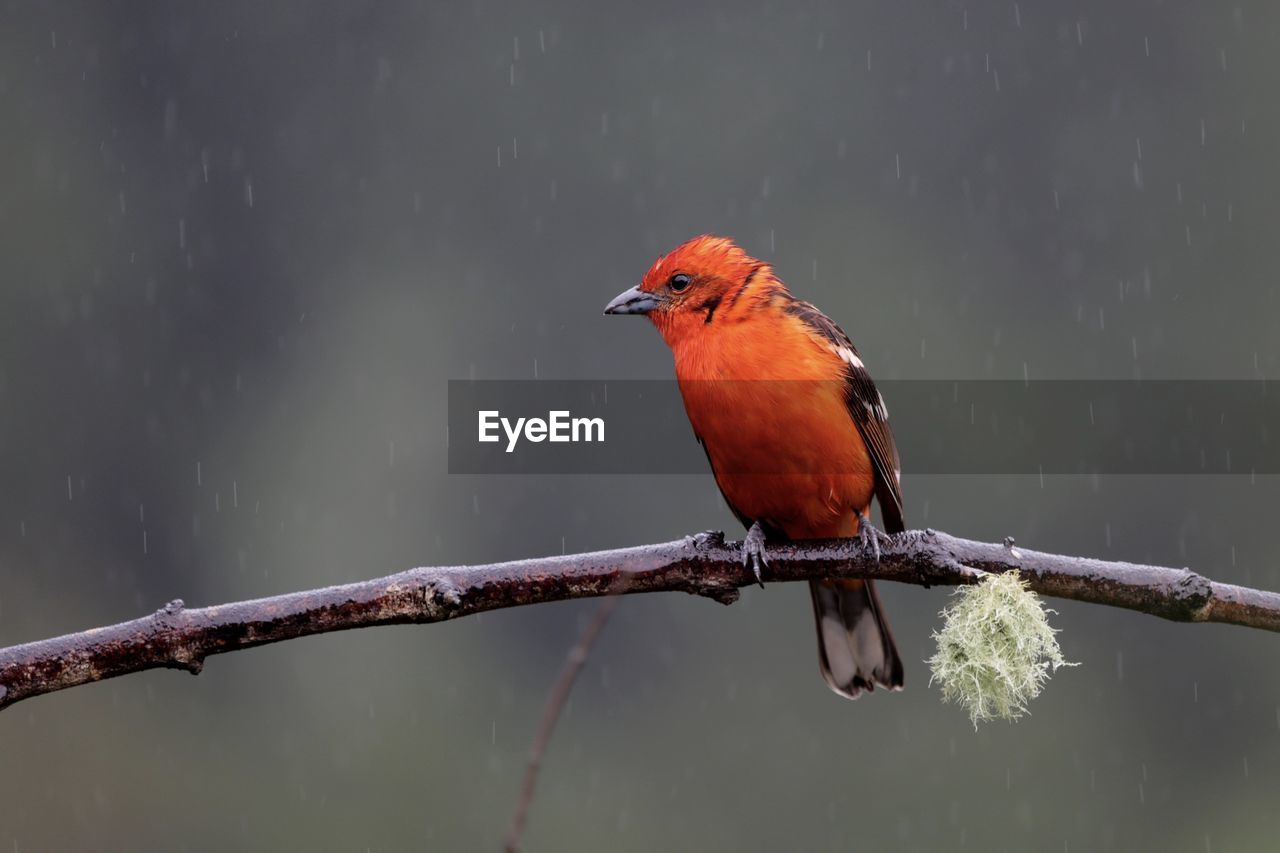 Close-up of bird perching on branch