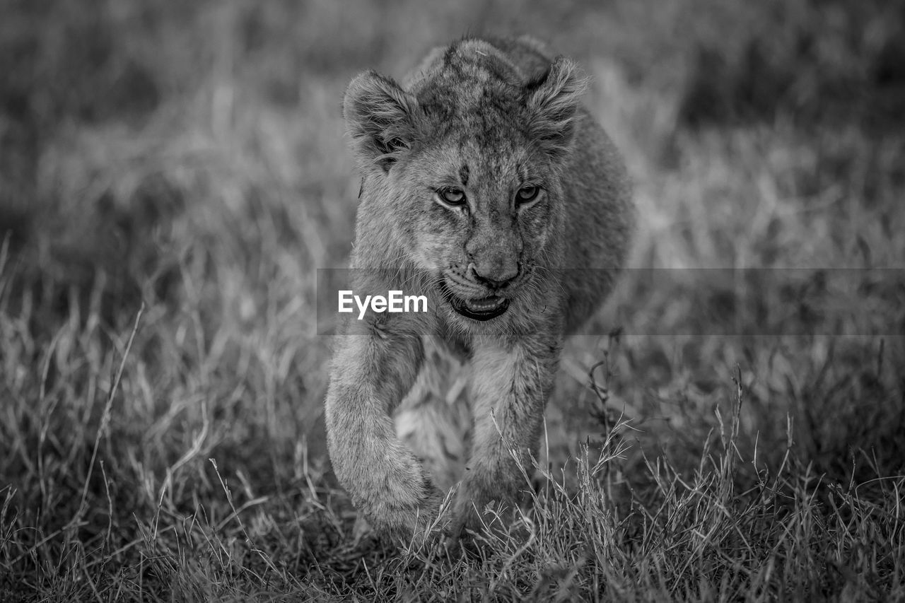 lioness running on grassy field