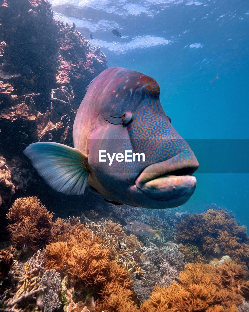 CLOSE-UP OF FISH SWIMMING UNDERWATER