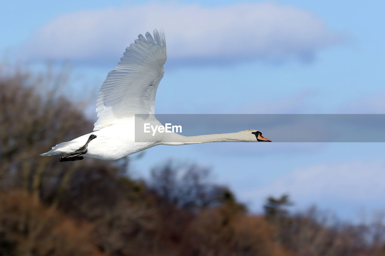 Mute swan fly by