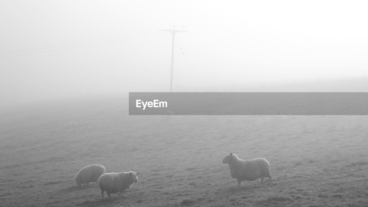 Sheep on field during foggy weather