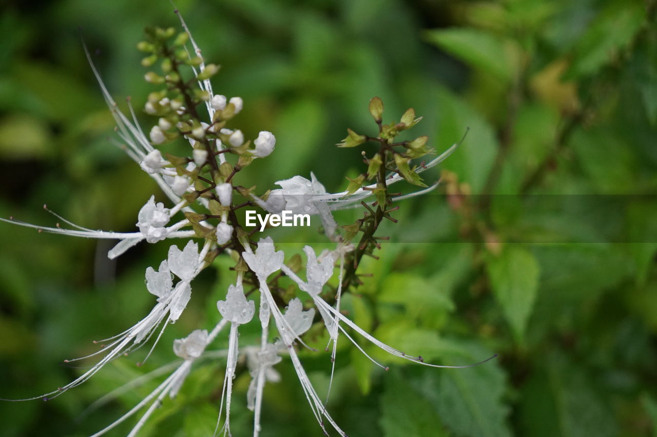 CLOSE-UP OF WHITE FLOWER PLANT