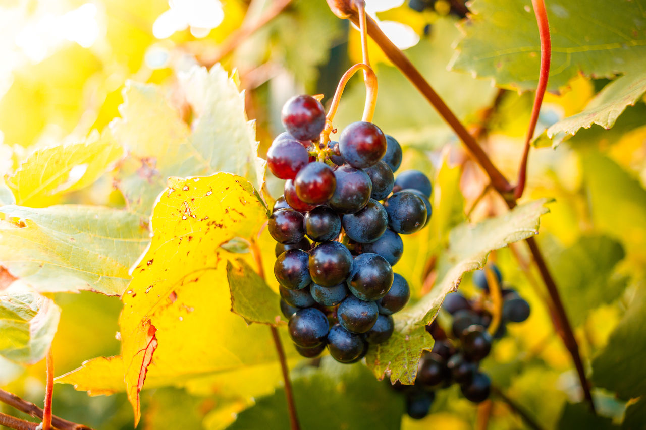 CLOSE-UP OF GRAPES ON TREE