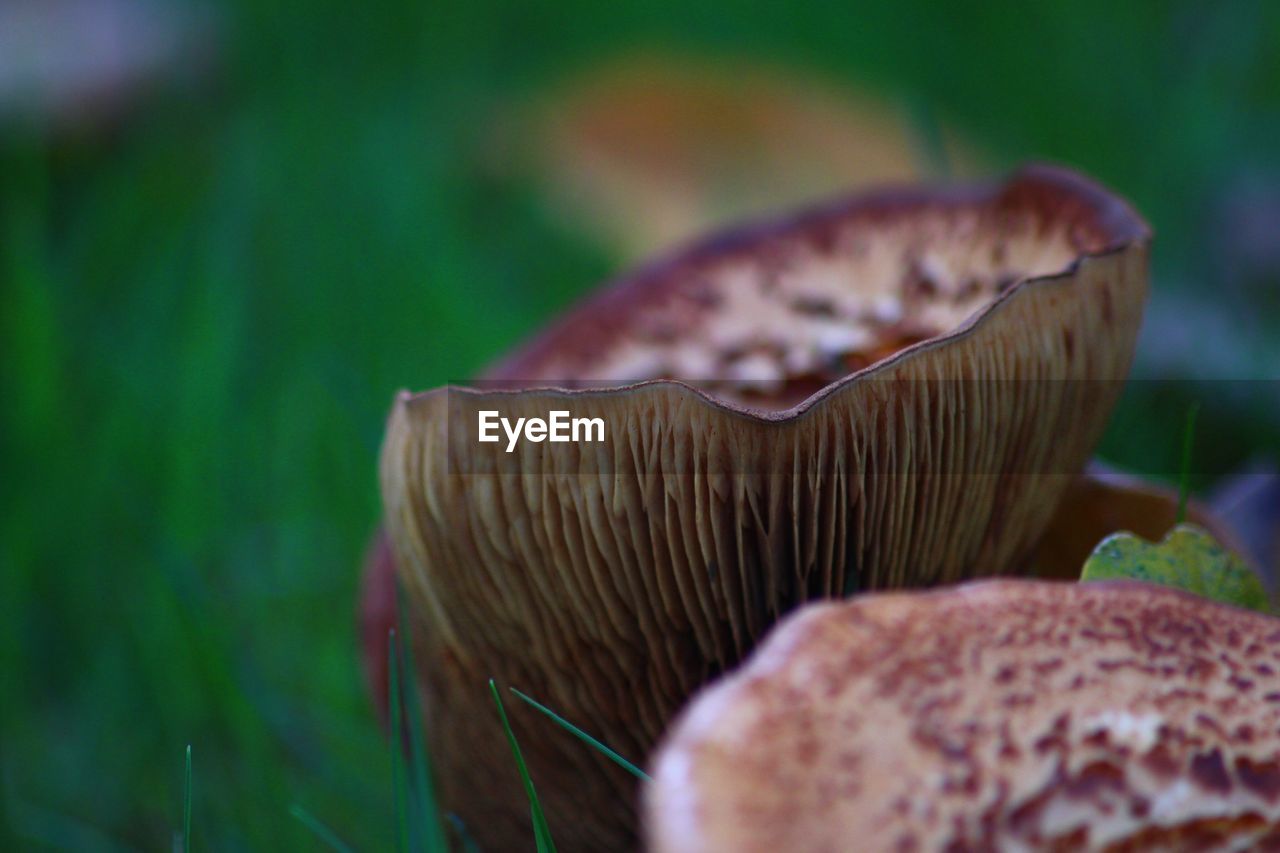 CLOSE-UP OF MUSHROOM ON LEAF