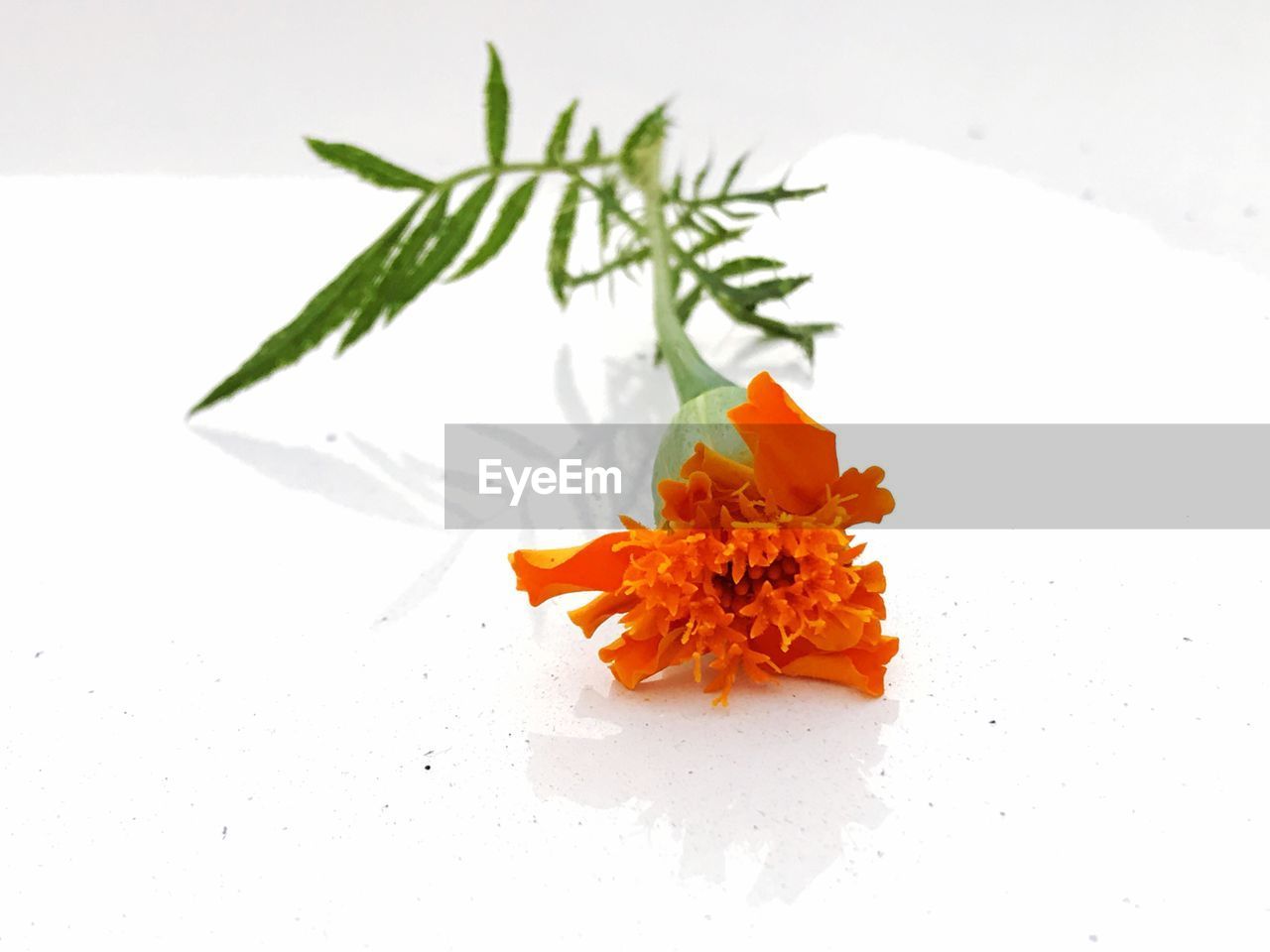 CLOSE-UP OF FLOWER AGAINST WHITE BACKGROUND