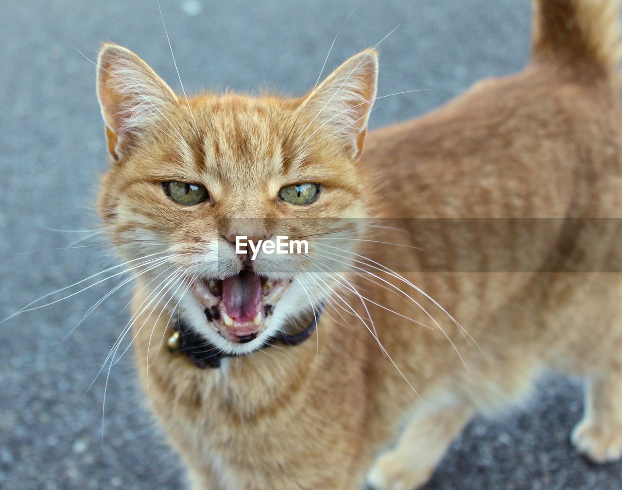 Close-up portrait of ginger cat